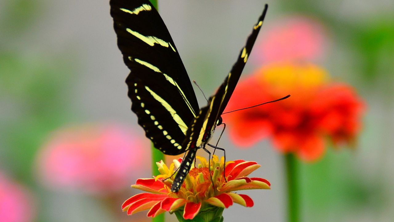 Обои бабочка, крылья, узор, цветок, лепестки, макро