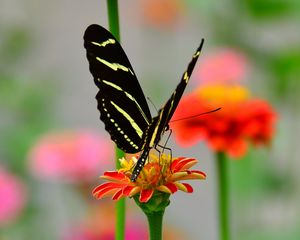 Превью обои бабочка, крылья, узор, цветок, лепестки, макро