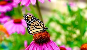 Превью обои бабочка, крылья, узор, цветок, макро, лепестки
