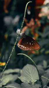 Превью обои бабочка, крылья, узор, красивый, листья
