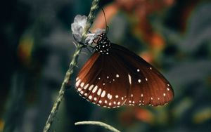 Превью обои бабочка, крылья, узор, красивый, листья