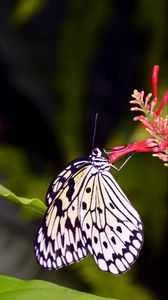 Превью обои бабочка, крылья, узор, цветок, макро, насекомое