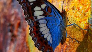 Превью обои бабочка, крылья, узор, профиль, пятна