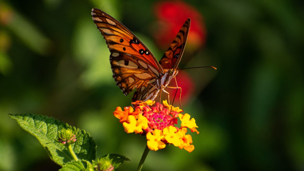 Обои бабочка, крылья, узор, цветы, фокус