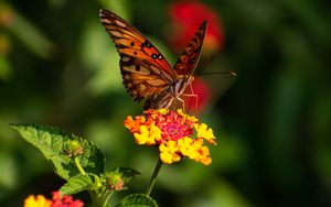 Превью обои бабочка, крылья, узор, цветы, фокус