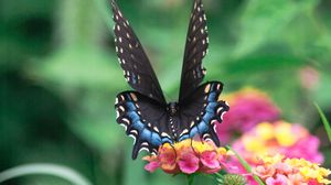 Превью обои бабочка, крылья, узор, цветы, листья, макро