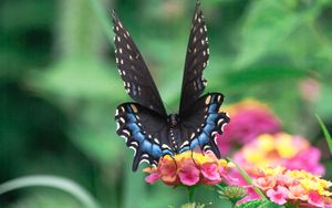 Превью обои бабочка, крылья, узор, цветы, листья, макро