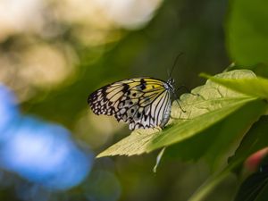 Превью обои бабочка, крылья, узор, трава, макро, блики