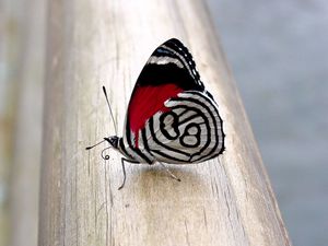 Превью обои бабочка, крылья, узоры, поверхность