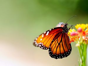 Превью обои бабочка, крылья, узоры, яркий, насекомое