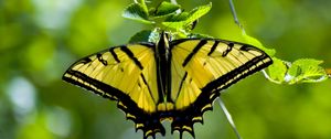 Превью обои бабочка, крылья, узоры, желтый