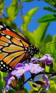 Превью обои бабочка, крылья, узоры, растение