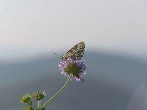 Превью обои бабочка, лепестки, цветок, макро