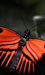Превью обои бабочка, лист, крылья, узор