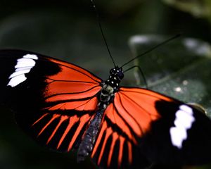 Превью обои бабочка, лист, крылья, узор