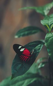 Превью обои бабочка, лист, макро, красный