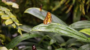 Превью обои бабочка, листья, лес, насекомое, макро