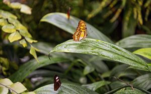 Превью обои бабочка, листья, лес, насекомое, макро