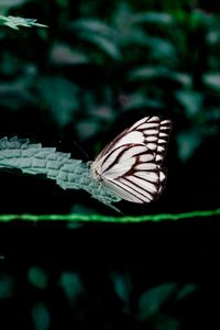 Превью обои бабочка, листья, насекомое