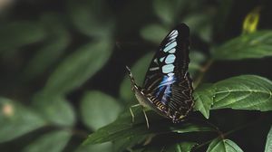 Превью обои бабочка, листья, насекомое, макро