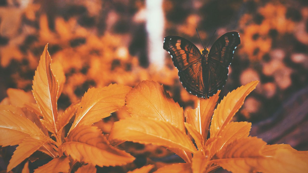 Обои бабочка, листья, оранжевый