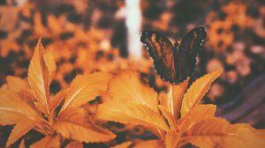 Превью обои бабочка, листья, оранжевый