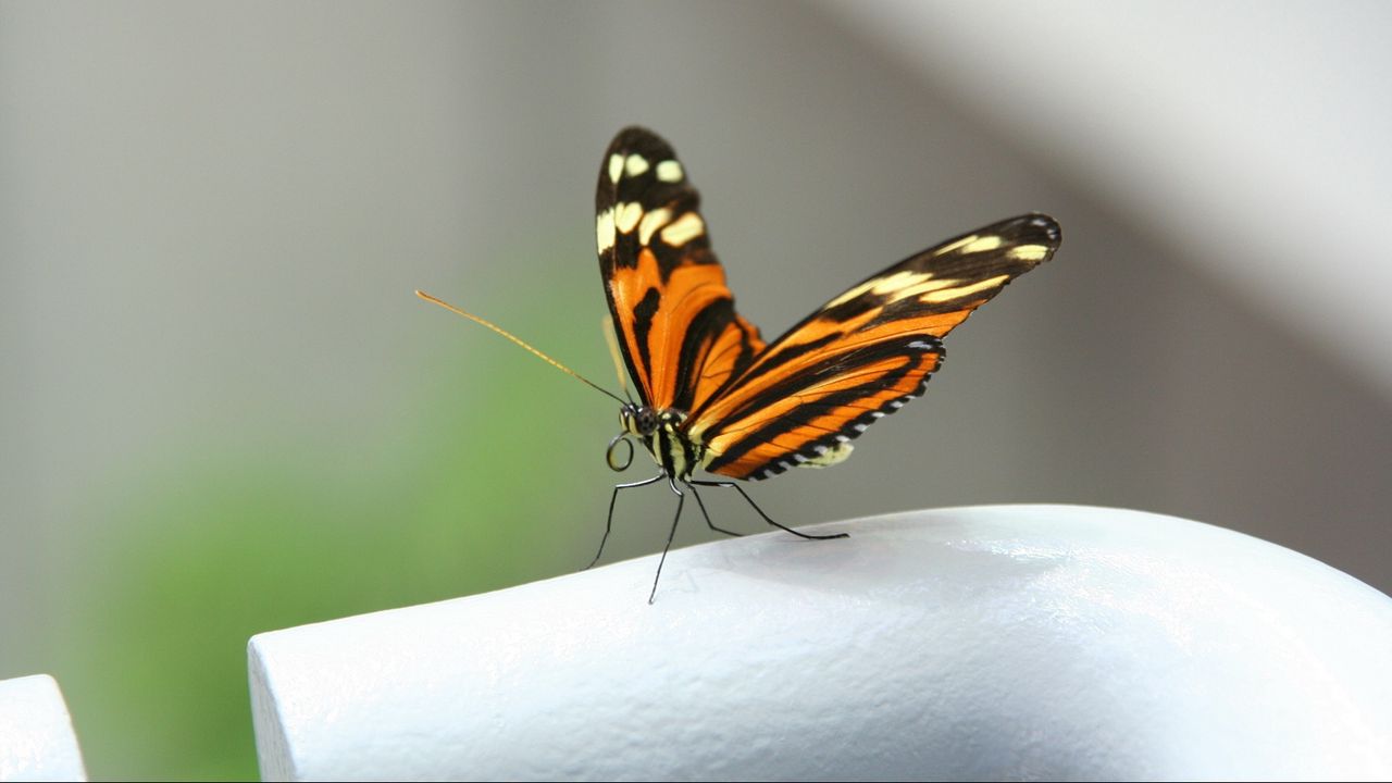 Обои бабочка, макро, крылья