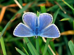 Превью обои бабочка, маленький, крылья, синий, трава, листья