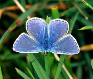 Превью обои бабочка, маленький, крылья, синий, трава, листья
