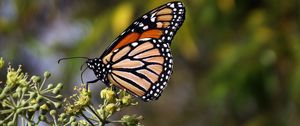 Превью обои бабочка монарх, бабочка, коричневый, крупным планом