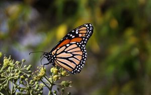 Превью обои бабочка монарх, бабочка, коричневый, крупным планом
