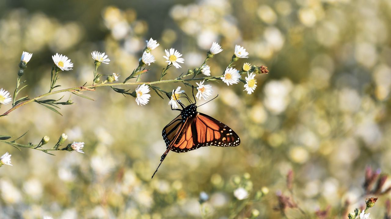 Обои бабочка монарх, бабочка, коричневый, насекомое, цветы