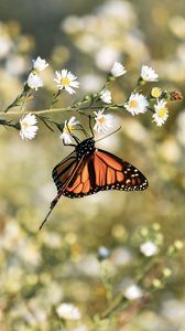 Превью обои бабочка монарх, бабочка, коричневый, насекомое, цветы