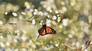 Превью обои бабочка монарх, бабочка, коричневый, насекомое, цветы