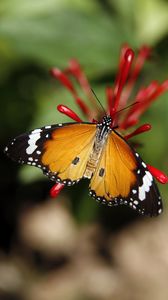 Превью обои бабочка монарх, бабочка, крылья, узор, цветок