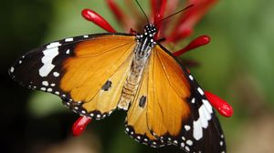Превью обои бабочка монарх, бабочка, крылья, узор, цветок