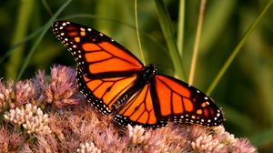 Превью обои бабочка монарх, бабочка, крылья, узор, цветок, макро