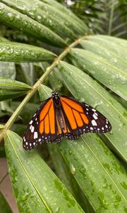 Превью обои бабочка монарх, бабочка, крылья, узор, листья