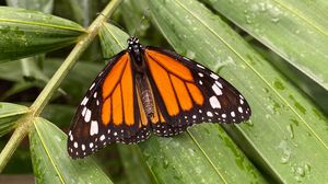 Превью обои бабочка монарх, бабочка, крылья, узор, листья