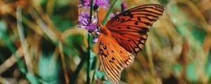Превью обои бабочка монарх, бабочка, насекомое, крылья, цветок