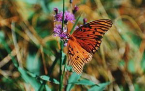Превью обои бабочка монарх, бабочка, насекомое, крылья, цветок