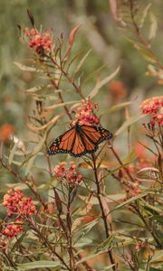 Превью обои бабочка монарх, бабочка, насекомое, крылья, цветок, растения