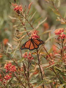 Превью обои бабочка монарх, бабочка, насекомое, крылья, цветок, растения