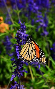 Превью обои бабочка монарх, бабочка, узор, крылья, цветок