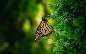 Превью обои бабочка монарх, бабочка, ветка, макро, насекомое