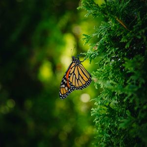 Превью обои бабочка монарх, бабочка, ветка, макро, насекомое