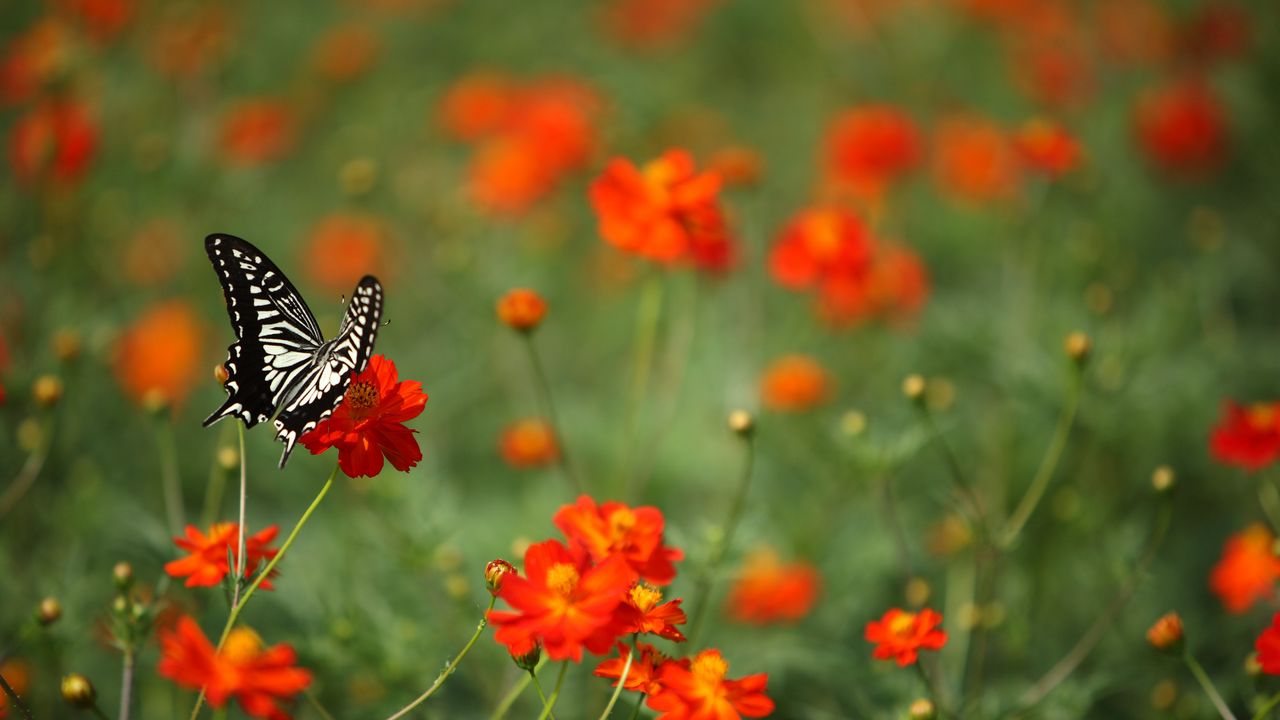 Обои бабочка, насекомое, черно-белый, цветы, красный