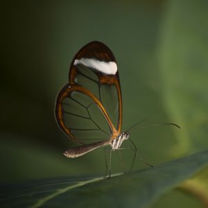 Превью обои бабочка, насекомое, крылья, прозрачный, макро