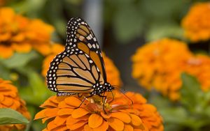 Превью обои бабочка, насекомое, крылья, цветы, макро, оранжевый