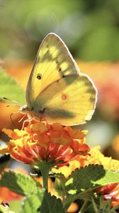 Превью обои бабочка, насекомое, крылья, цветы, желтый, макро